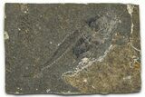 Oligocene Fossil Percoid Fish (Oligoserranoides) - Poland #374403-1